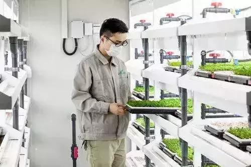 京東布局植物工廠 水培蔬菜或成農業新藍海